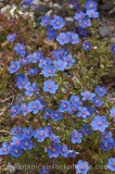 CFGr099.jpg 65700