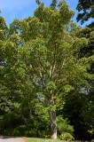 CFGr415.jpg 98480
