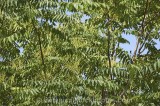 CFGr420.jpg 64105