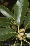 CFGr508.jpg 33476