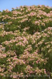 CFGr543.jpg 60761