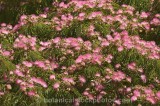 CFGr548.jpg 60752