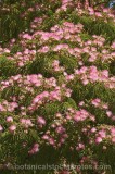 CFGr549.jpg 60751