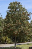 CFGr775.jpg 60075