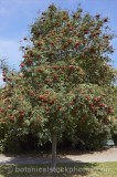 CFGr776.jpg 60076