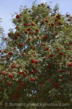 CFGr777.jpg 60077
