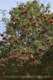 CFGr778.jpg 60078
