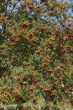 CFGr785.jpg 60036