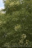 CFGr809.jpg 74213