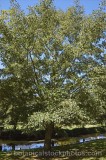 CFGr858.jpg 58718
