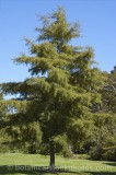 CFGr864.jpg 58713