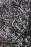CFGr965.jpg 56816