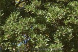 CFGs038.jpg 60964