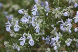 CFGs087.jpg 63078