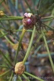 CFGs336.jpg 64205