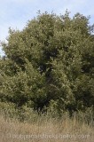 CFGs371.jpg 33494