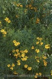 CFGs408.jpg 58565