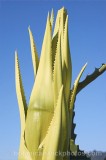 CFGs660.jpg 54507