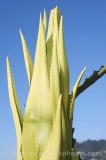 CFGs662.jpg 54509