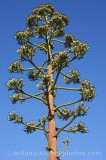 CFGs664.jpg 54511