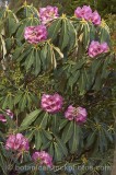 CFGs898_2.jpg 31404