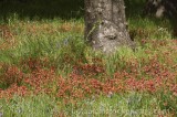 CFGt390.jpg 68197