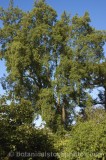 CFGt887.jpg 60485