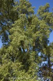 CFGt888.jpg 60486