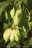 CFGt899.jpg 68225