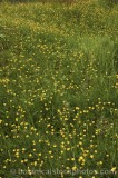 CFGt917.jpg 60524