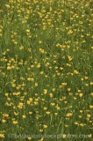 CFGt918.jpg 60525