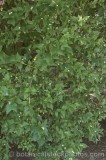 CFGt943.jpg 56470