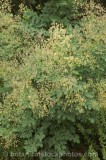 CFGu006.jpg 65561