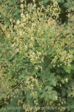 CFGu007.jpg 65562