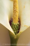 CFGu239.jpg 65045
