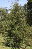 CFGu446.jpg 33506