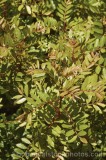 CFGu489.jpg 67979