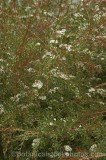 CFGu584.jpg 73876