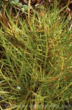 CFGu853.jpg 29794