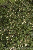 CFGw090.jpg 65079