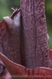 CFGw147.jpg 65677
