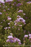 CFGw266.jpg 64038