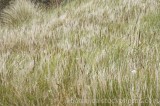 CFGw601.jpg 71581