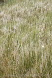 CFGw602.jpg 71582