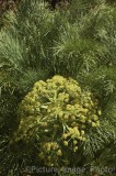 CFGw794.jpg 29744