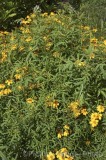 CFGw863.jpg 29896