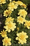 CFGw873.jpg 29936