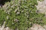 CFGw988.jpg 30238