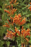 CFGx546.jpg 75046