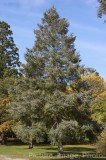 CFGx705.jpg 75205